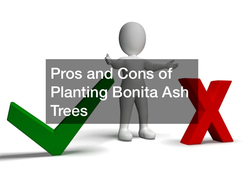 Pros and Cons of Planting Bonita Ash Trees